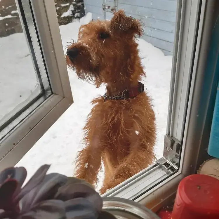 Irish Terrier