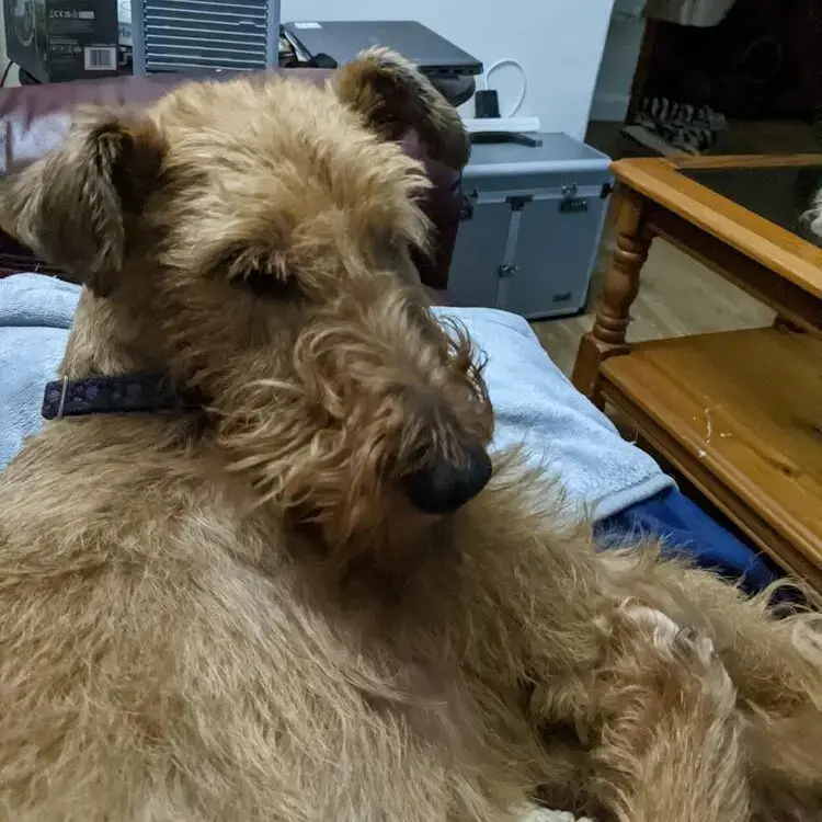Irish Terrier