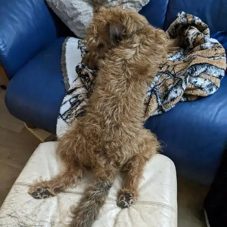 Irish Terrier