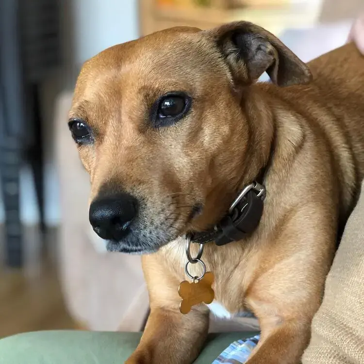 Staffordshire Bull Terrier