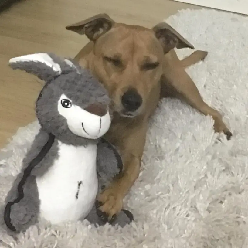 Staffordshire Bull Terrier