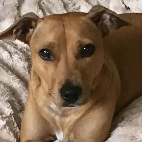 Staffordshire Bull Terrier