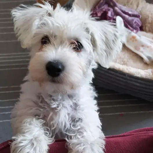 Schnauzer (Miniature)