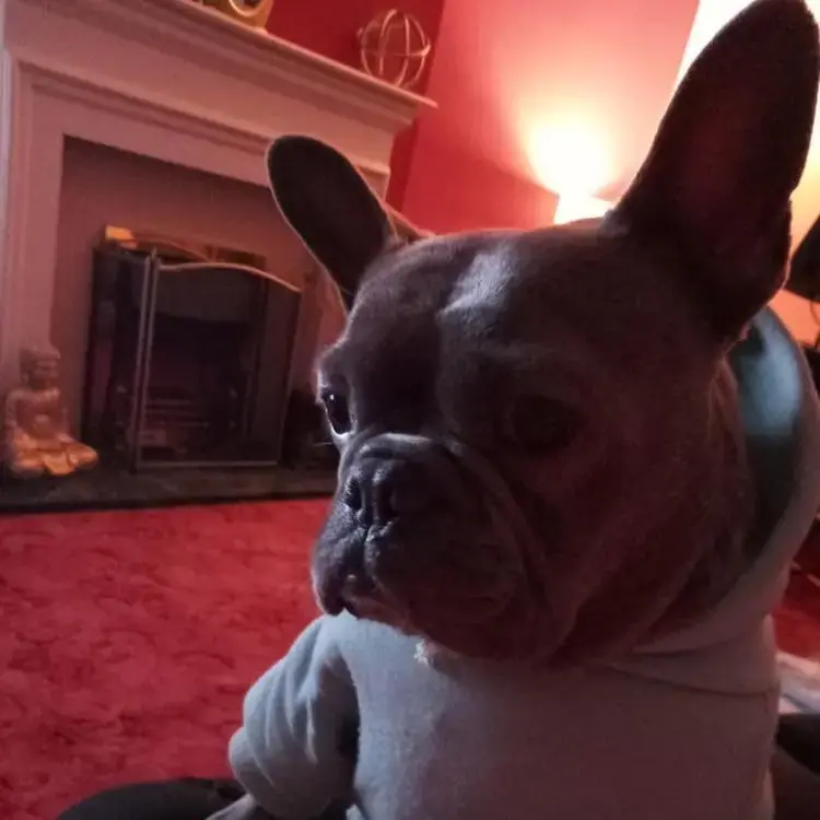 French Bulldog