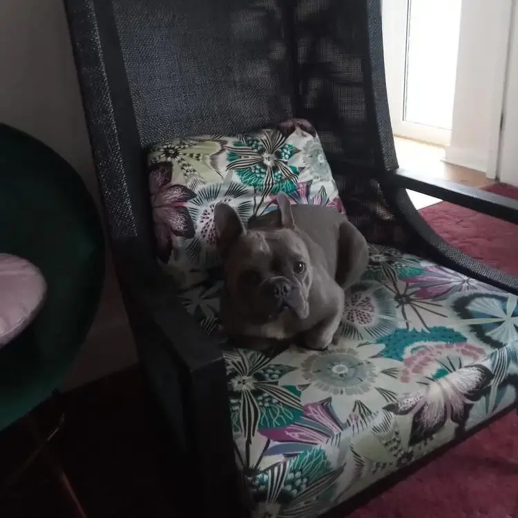 French Bulldog