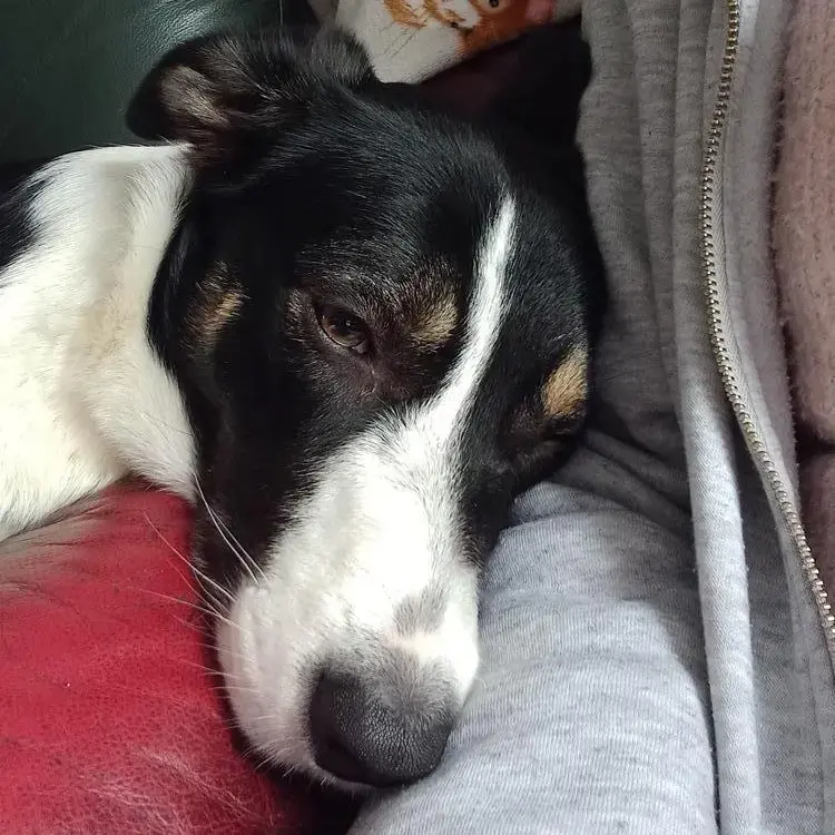 Border Collie