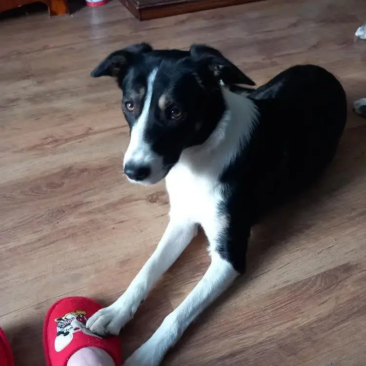 Border Collie