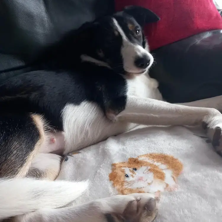 Border Collie