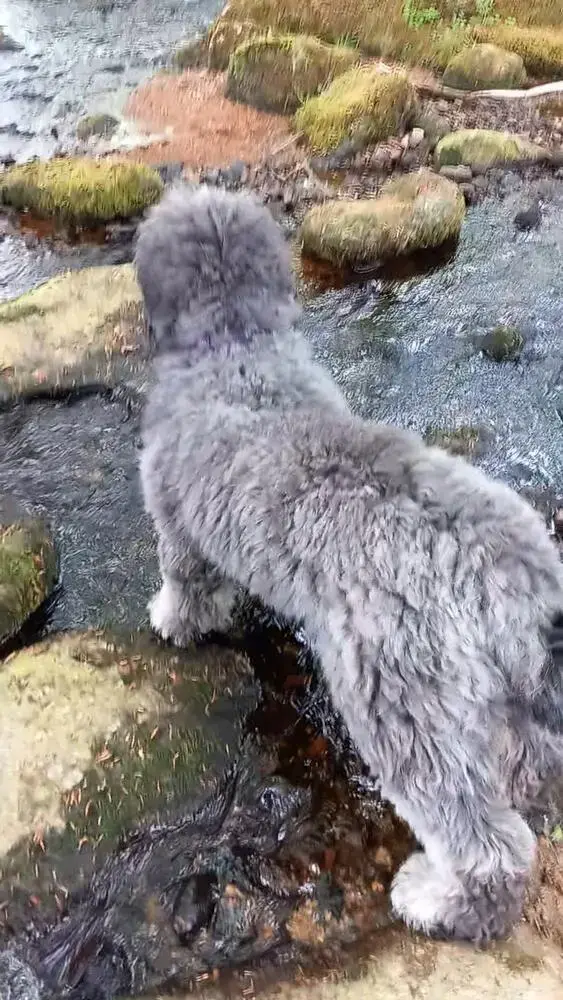 Old English Sheepdog