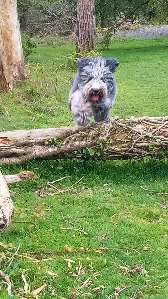 Old English Sheepdog