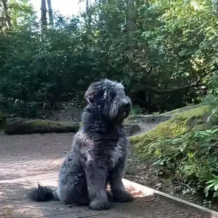 Old English Sheepdog