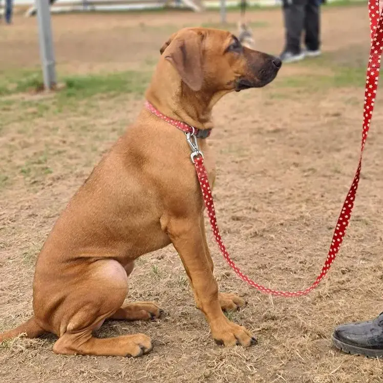 Rhodesian Ridgeback