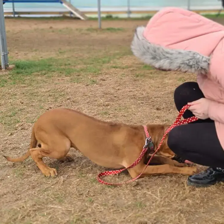 Rhodesian Ridgeback