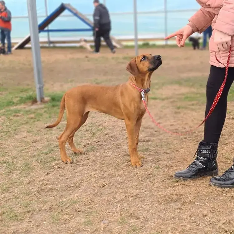 Rhodesian Ridgeback