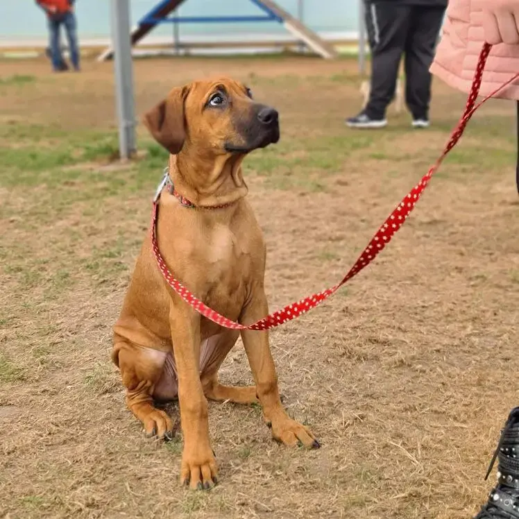 Rhodesian Ridgeback