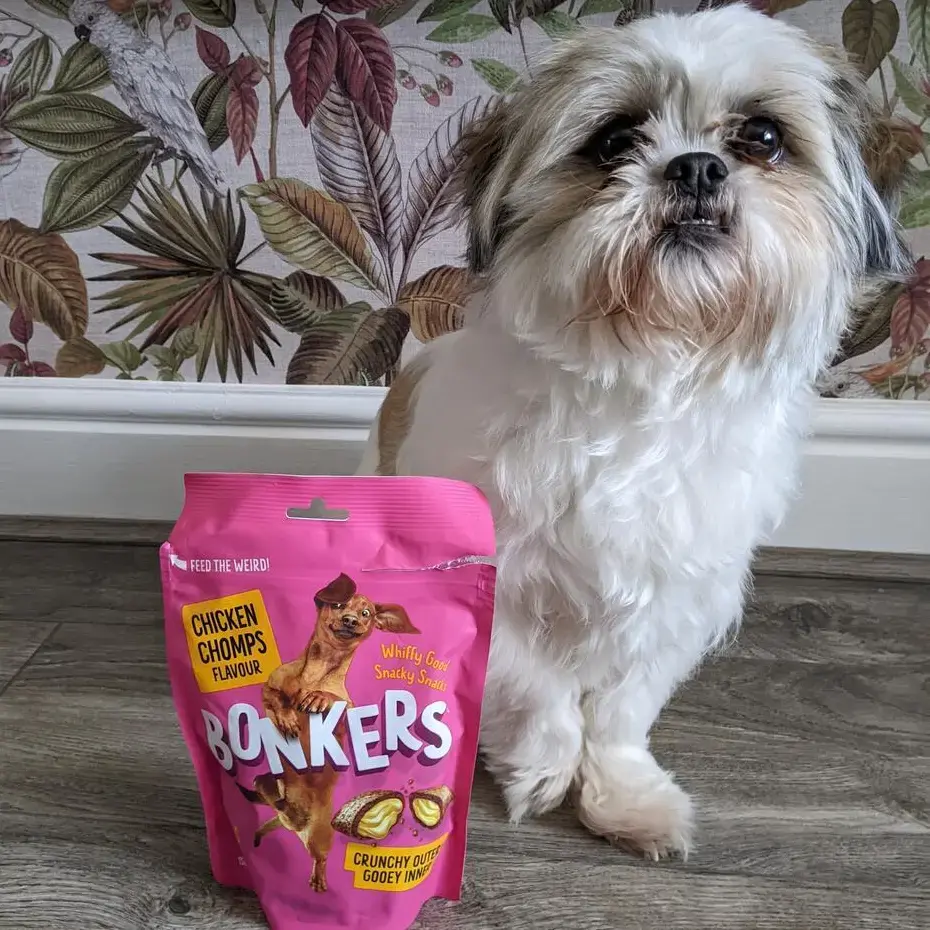 Shih Tzu