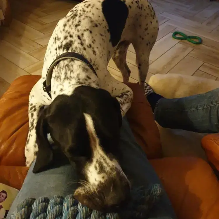 Pointer