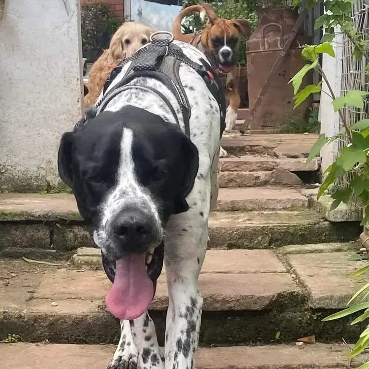 Pointer