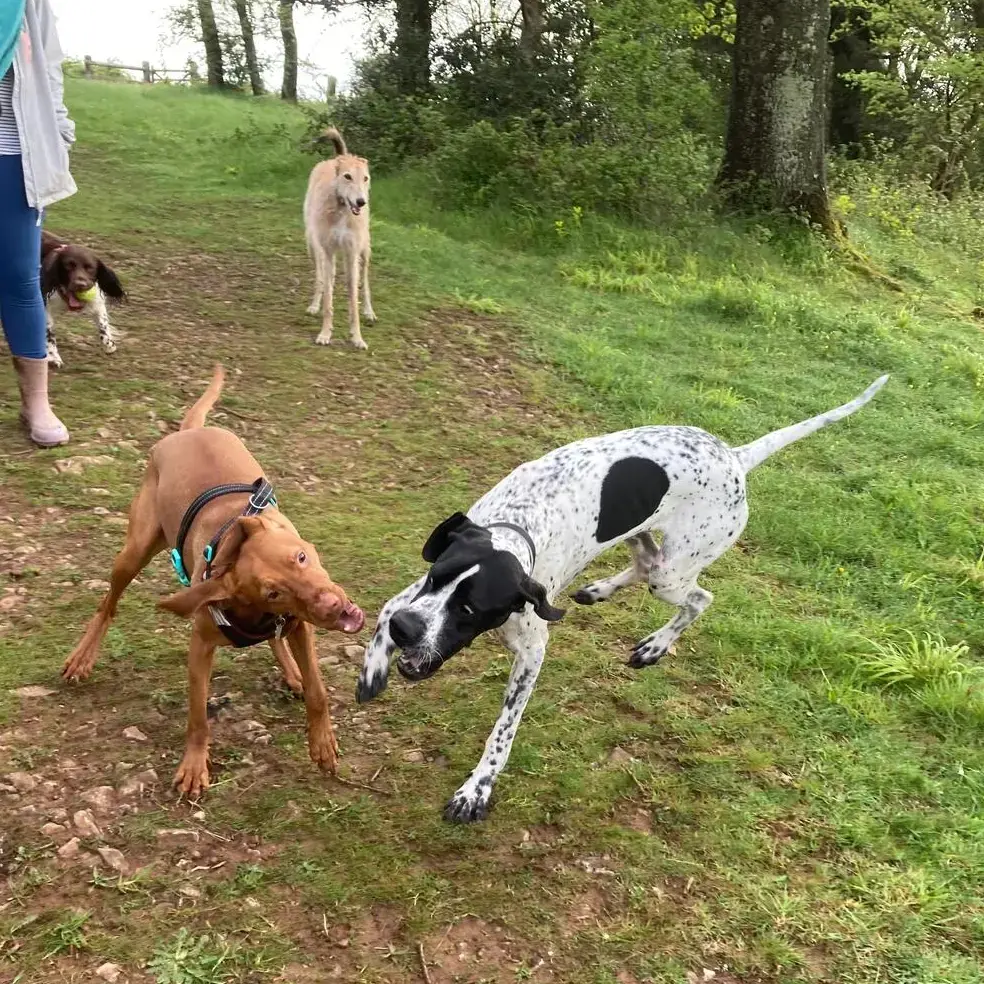 Pointer