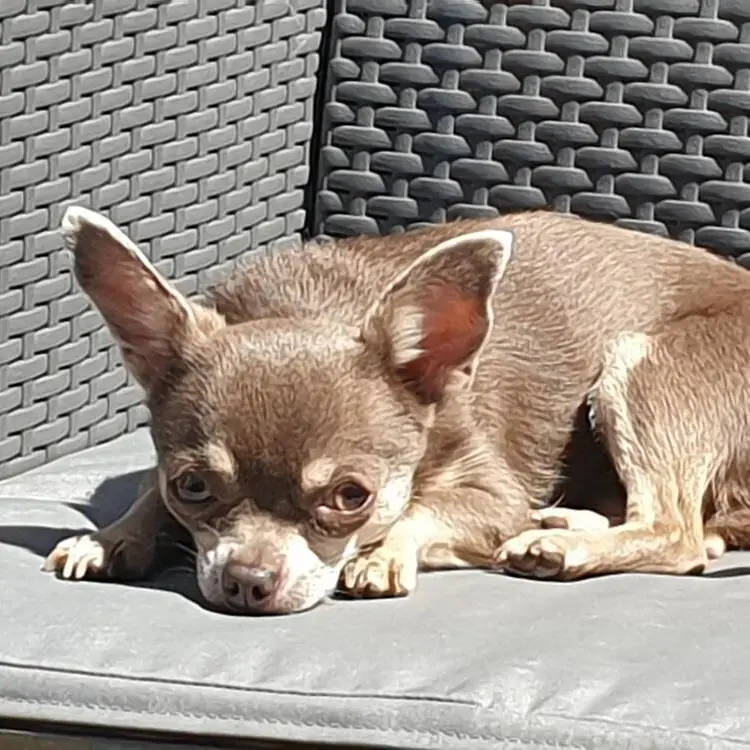 Chihuahua (Smooth Coat)