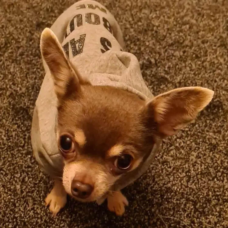 Chihuahua (Smooth Coat)