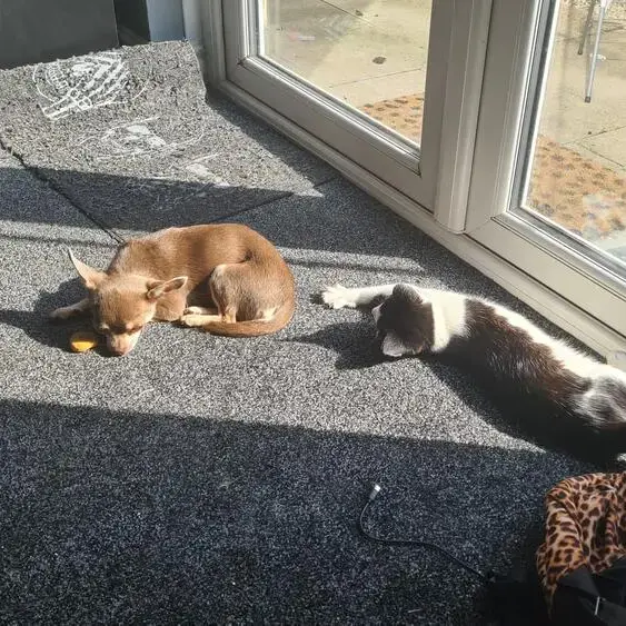 Chihuahua (Smooth Coat)