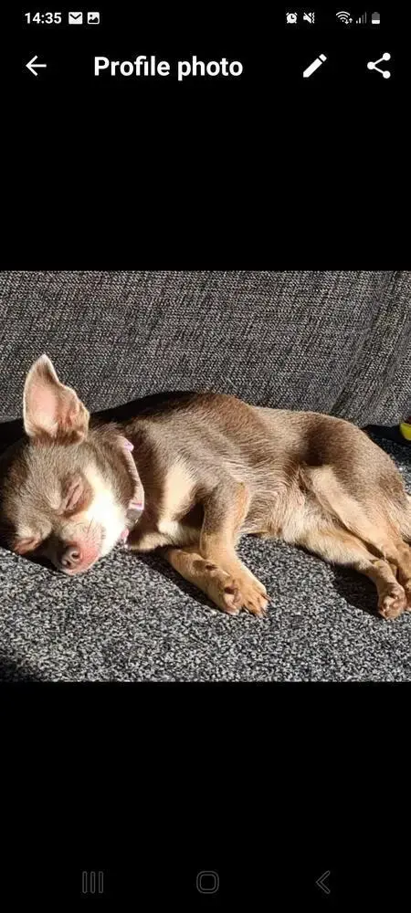 Chihuahua (Smooth Coat)