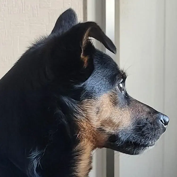 Jack Russell Terrier