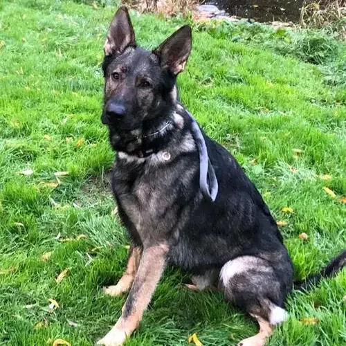 German Shepherd Dog