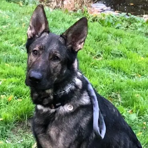 German Shepherd Dog