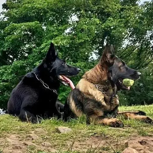 German Shepherd Dog