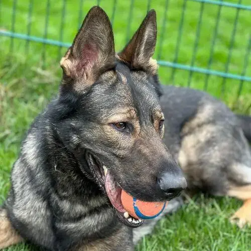 German Shepherd Dog