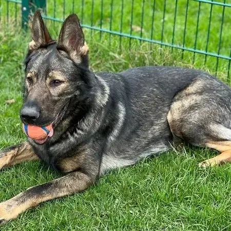 German Shepherd Dog