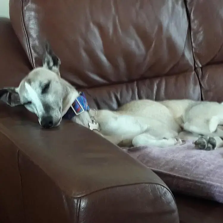 Whippet