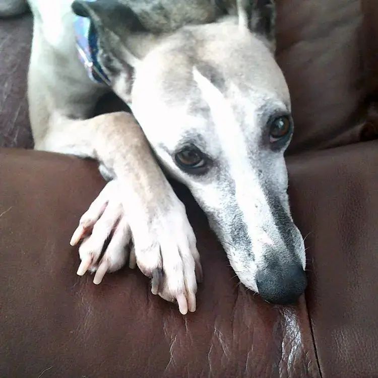 Whippet