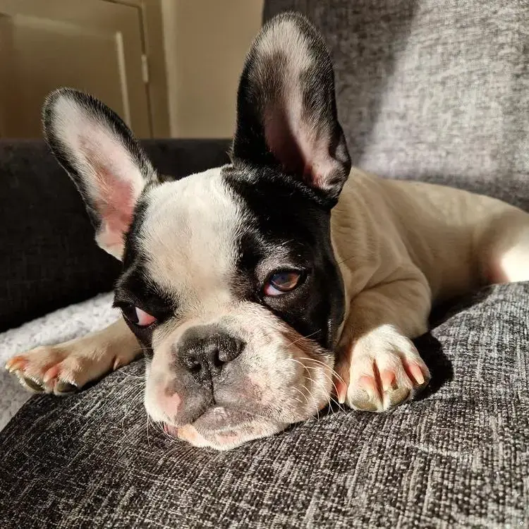 French Bulldog
