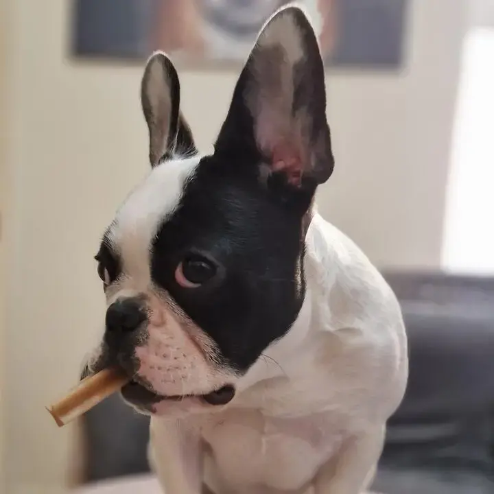 French Bulldog