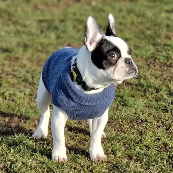 French Bulldog