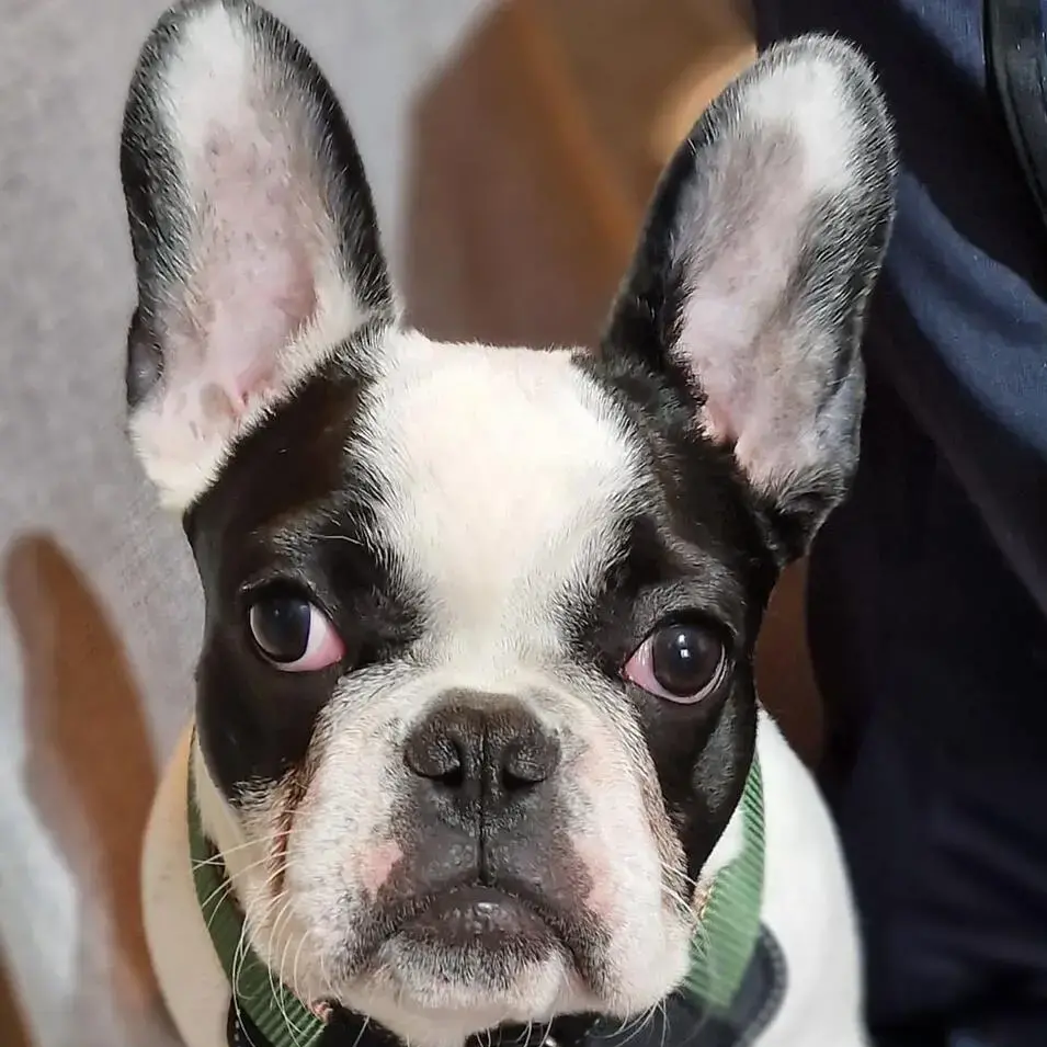 French Bulldog