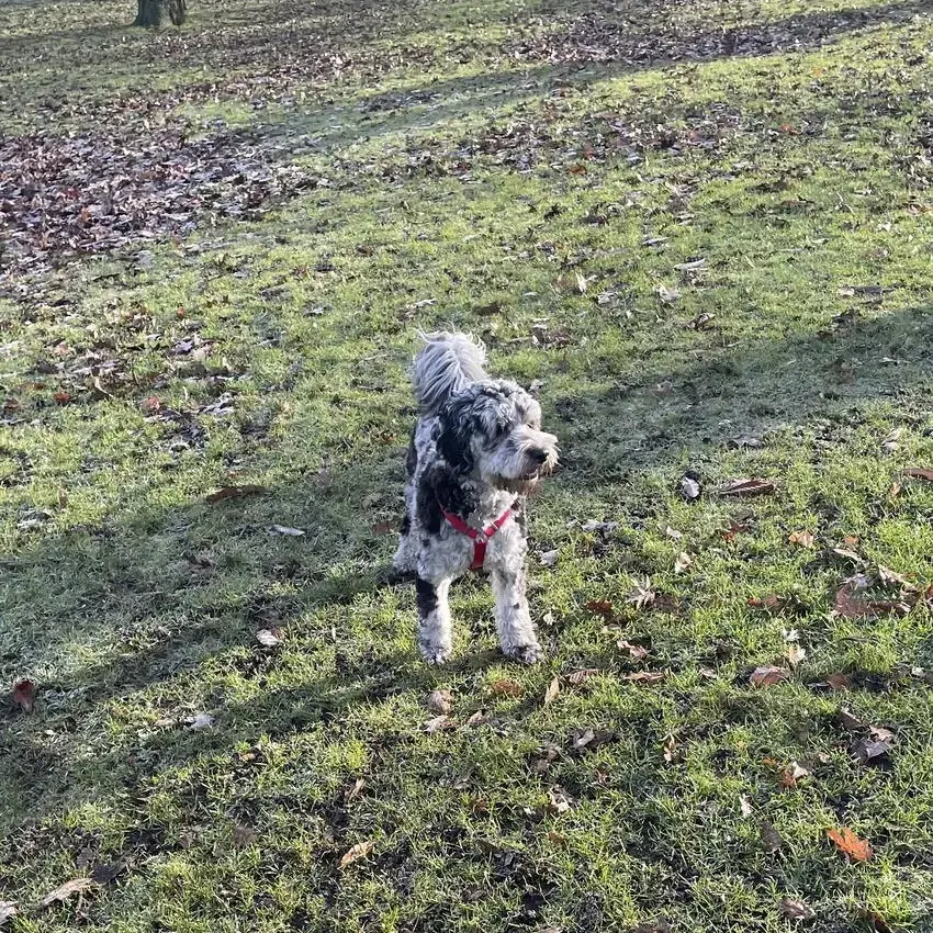 Cockapoo