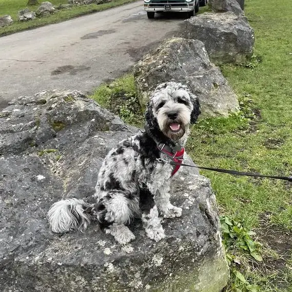 Cockapoo