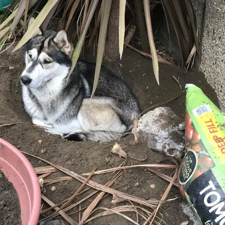 Siberian Husky