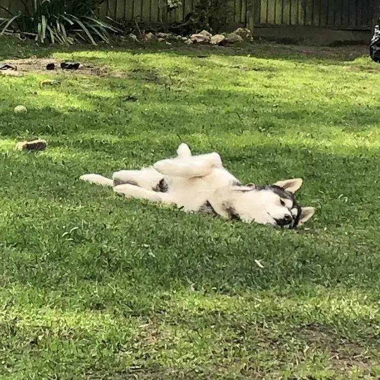 Siberian Husky