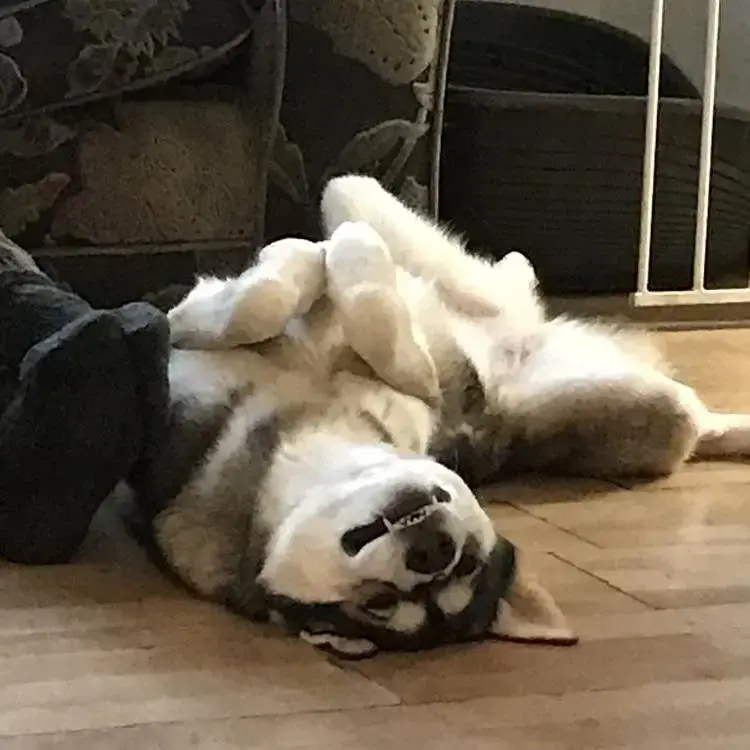 Siberian Husky
