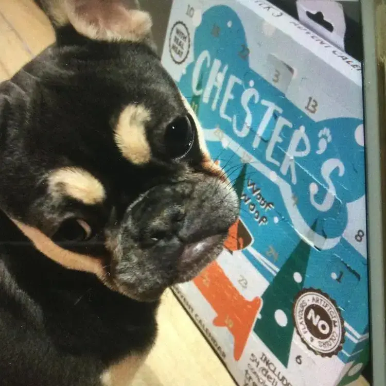 French Bulldog
