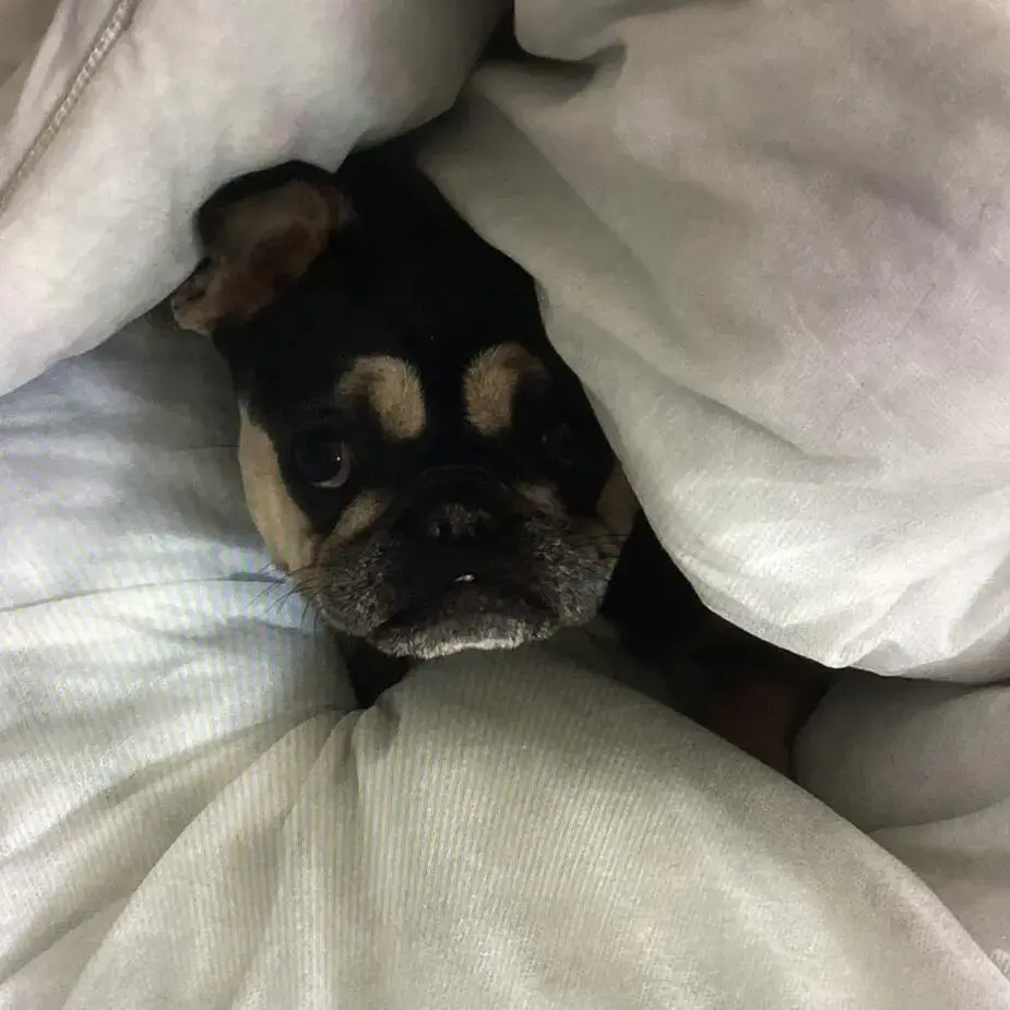 French Bulldog