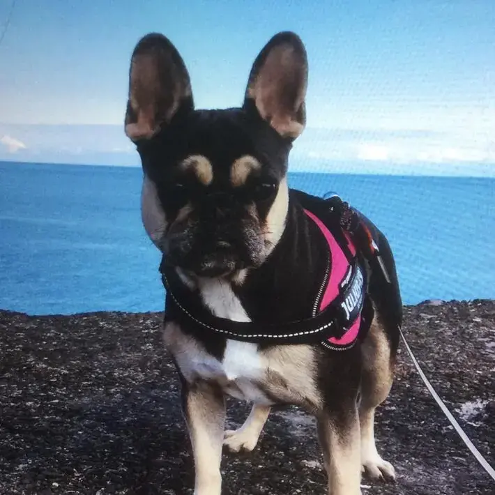 French Bulldog