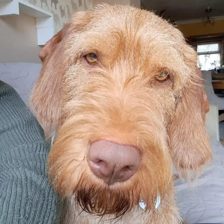 Hungarian Vizsla
