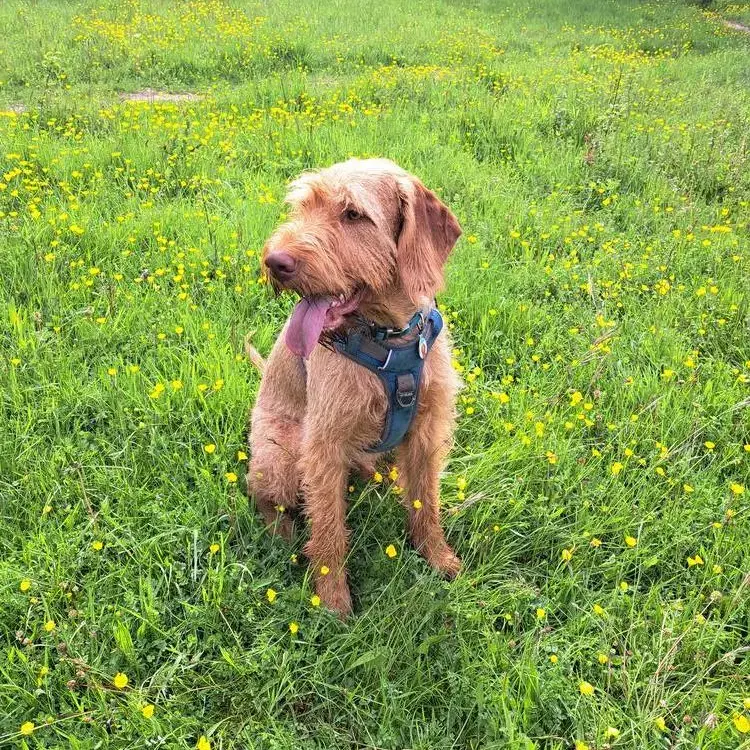 Hungarian Vizsla