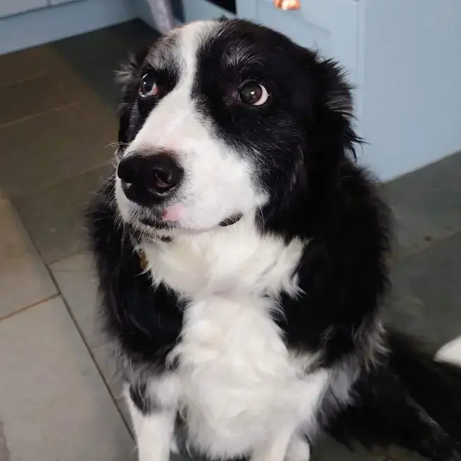 Border Collie